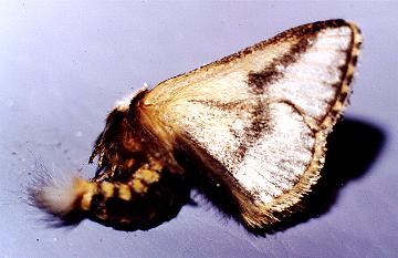 Epicoma melanospila