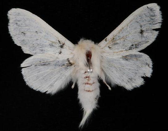 Trichiocercus mesomelas