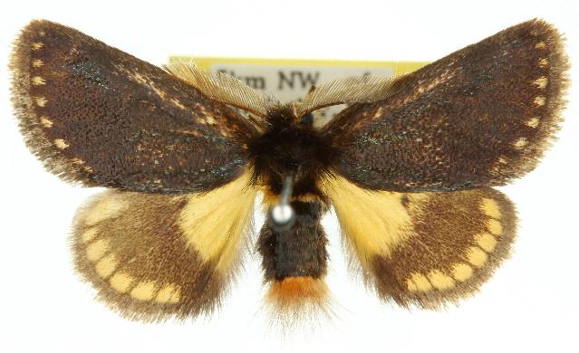 Epicoma phoenura