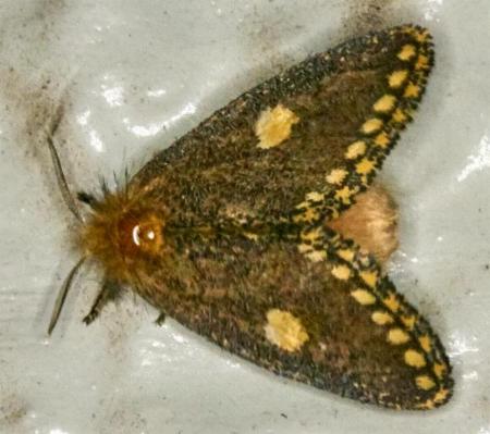 Epicoma protrahens