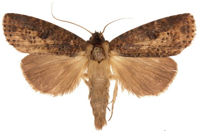 Gargettiana punctatissima