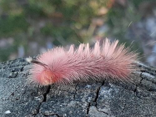 Trichiocercus sparshalli