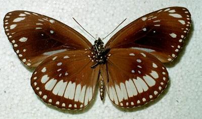 Euploea alcathoe