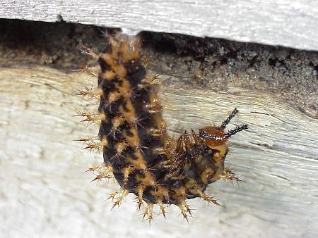 Hypolimnas bolina