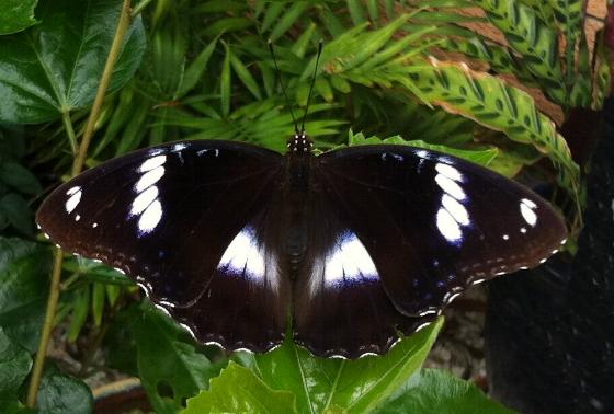 Hypolimnas bolina