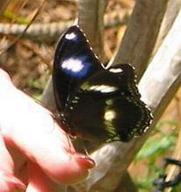Hypolimnas bolina