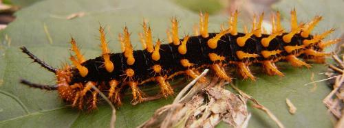 Hypolimnas bolina