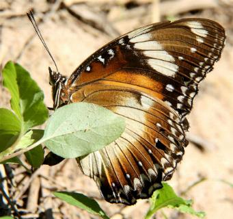 Hypolimnas bolina