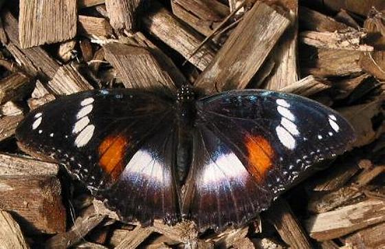 Hypolimnas bolina