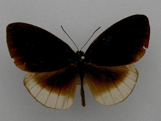 Euploea climena