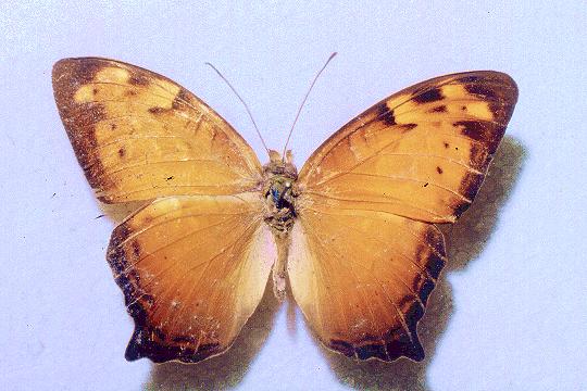 Vagrans egista