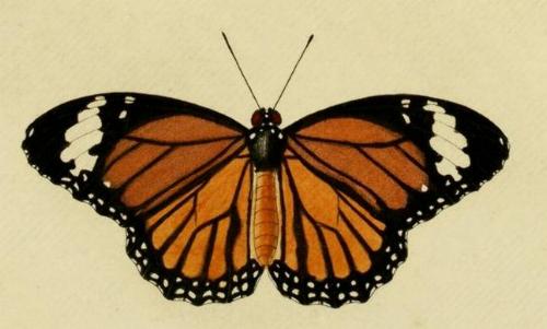 Danaus genutia