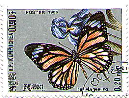 Danaus genutia