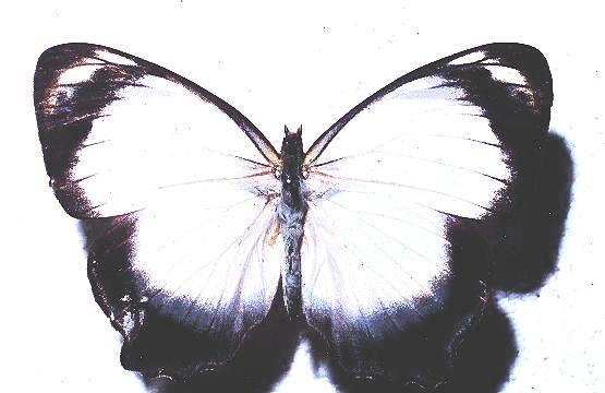 Symbrenthia geoffroyi