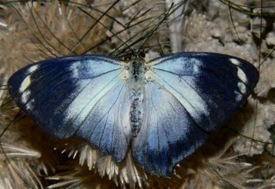 Symbrenthia geoffroyi