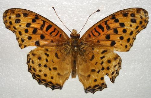 Argynnis hyperbius
