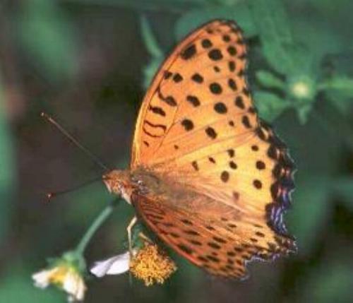 Argynnis hyperbius