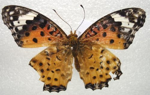 Argynnis hyperbius