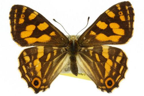 Oreixenica kershawi