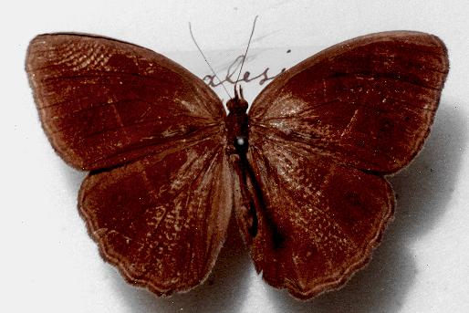 Orsotriaena medus