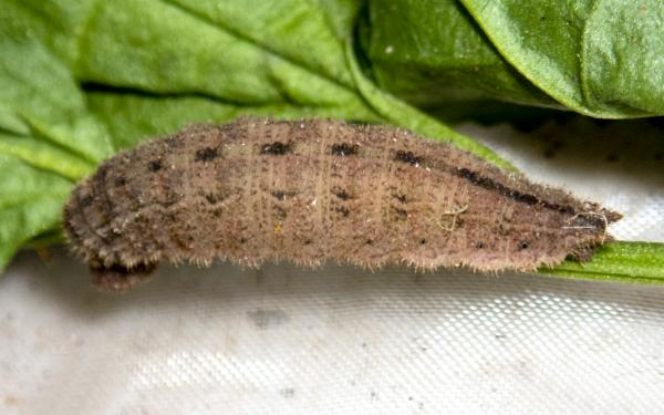 Heteronympha merope