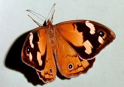Heteronympha merope