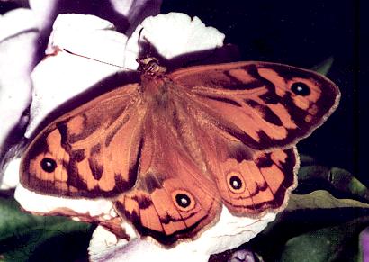 Heteronympha merope