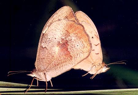 Heteronympha merope