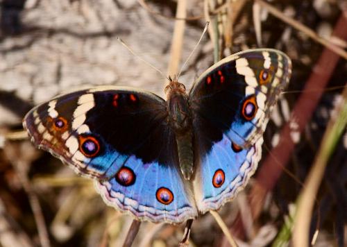 Junonia orithya