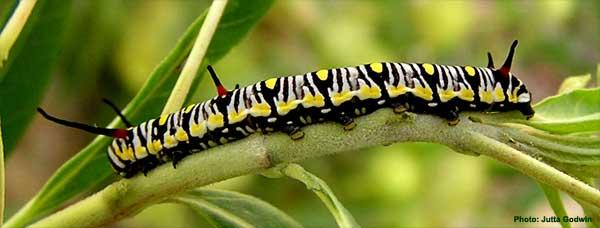 Danaus petilia