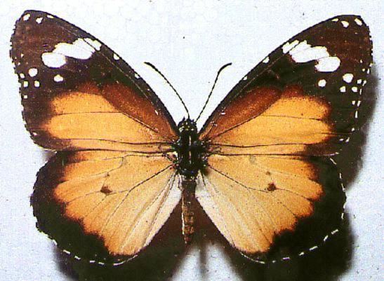 Danaus petilia