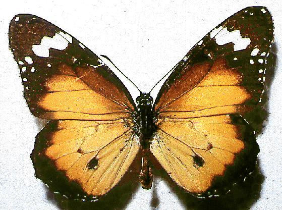 Danaus petilia