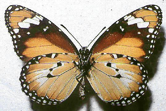 Danaus petilia