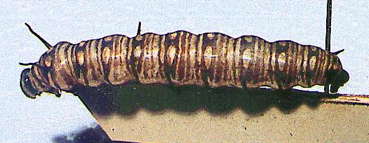 Danaus petilia