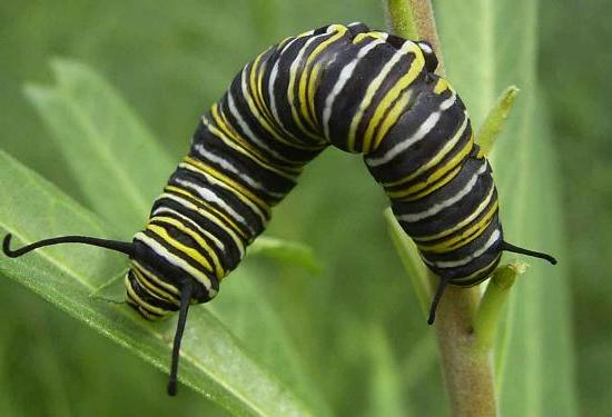 Danaus plexippus