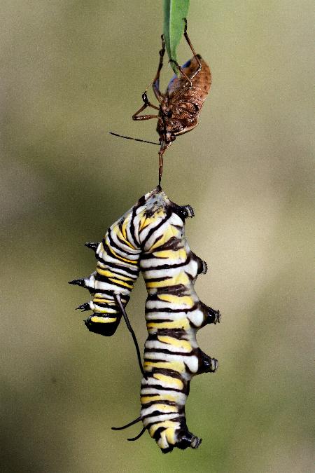 Danaus plexippus