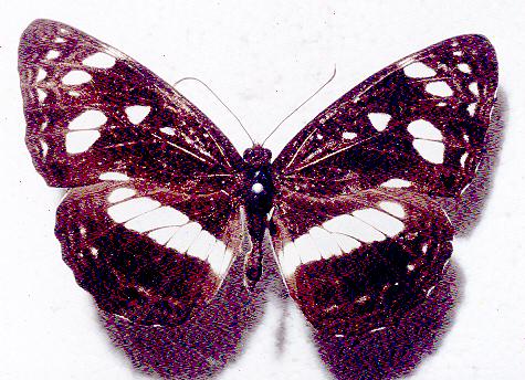 Phaedyma shepherdi
