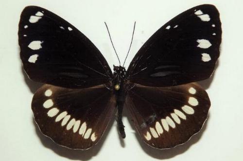 Euploea sylvester