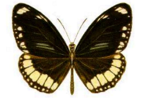 Euploea sylvester