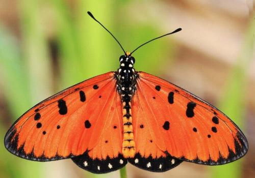 Acraea terpsicore