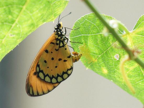 Acraea terpsicore