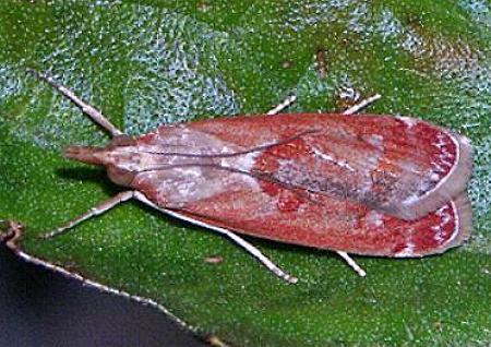 Syntonarcha iriastis