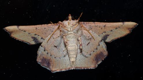 Traminda rubra