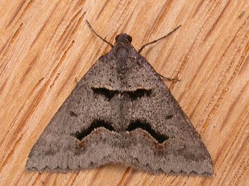 Dichromodes atrosignata