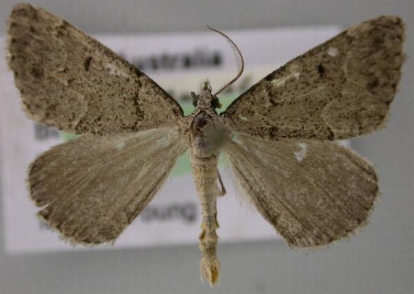 Dichromodes atrosignata