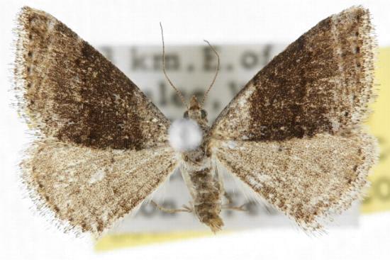 Taxeotis celidora