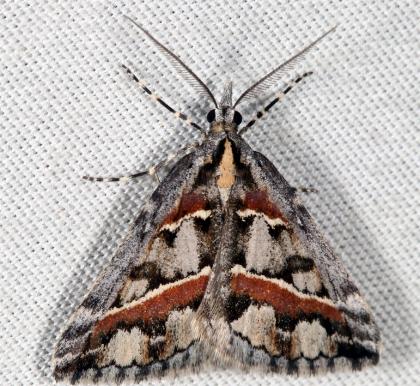 Dichromodes cirrhoplaca
