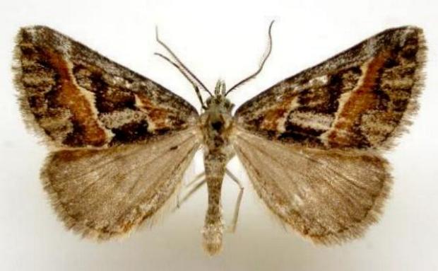 Dichromodes cirrhoplaca