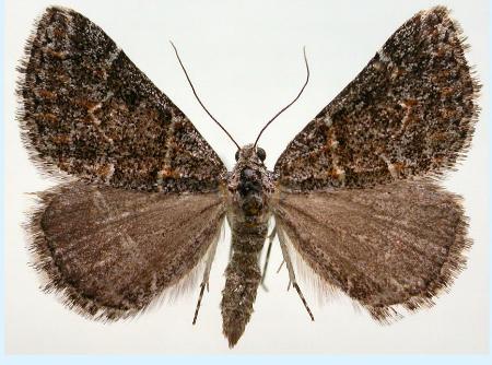 Dichromodes explanata