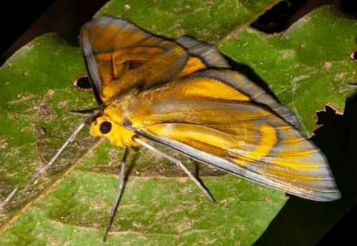 Celerena griseofusa
